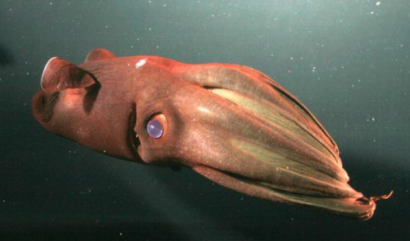 Sống ở vùng biển có độ sâu khoảng 600 - 900m, mực ma cà rồng có đặc tính nổi trung tính nên tốn rất ít năng lượng cho việc di chuyển. Ảnh: shallowsseas.