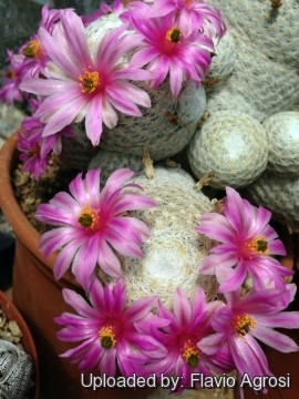 Loài xương rồng này ra hoa khi khoảng 5 - 7 tuổi. Chúng thường ra hoa vào tháng 4 - 5. Để ra hoa, cây phải tiếp xúc đủ với ánh nắng Mặt trời. Ảnh: Flavio Agrosi.