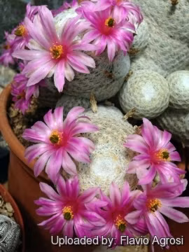 Loài xương rồng này ra hoa khi khoảng 5 - 7 tuổi. Chúng thường ra hoa vào tháng 4 - 5. Để ra hoa, cây phải tiếp xúc đủ với ánh nắng Mặt trời. Ảnh: Flavio Agrosi.