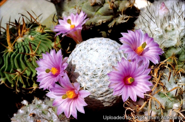 Loài cây này có thể chịu được môi trường khắc nghiệt khi nhiệt độ xuống mức -5 độ C. Ảnh: Prof. Ilham Alakbarov.