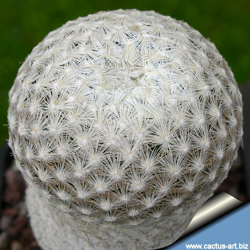 Chỉ phân bố các vùng núi của Queretaro, Mexico, loài xương rồng có tên khoa học Mammillaria herrerae sinh trưởng ở độ cao khoảng 2.150 - 2.200m. Ảnh: Cactus-art.biz.