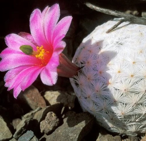 Mỗi cây xương rồng trông giống hệt quả bóng golf có khoảng 60 - 80 chiếc gai. Gai của chúng có màu trắng, mịn và đan xen. Ảnh: lifestyleseeds.