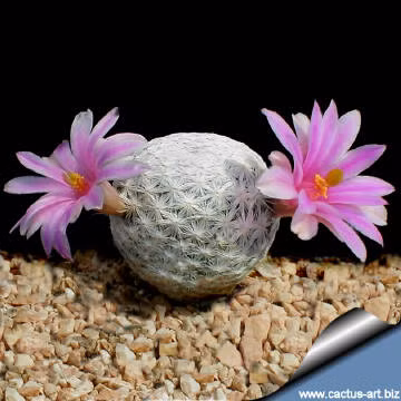 Khi trưởng thành, mỗi cây xương rồng có đường kính 2 - 3,5 cm và chiều cao khoảng 8 cm. Ảnh: Cactus-art.biz.