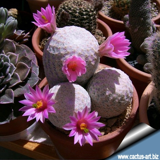 Đây là loại xương rồng nhỏ, thường mọc đơn độc, hình cầu hoặc hình trụ. Ảnh: Cactus-art.biz.