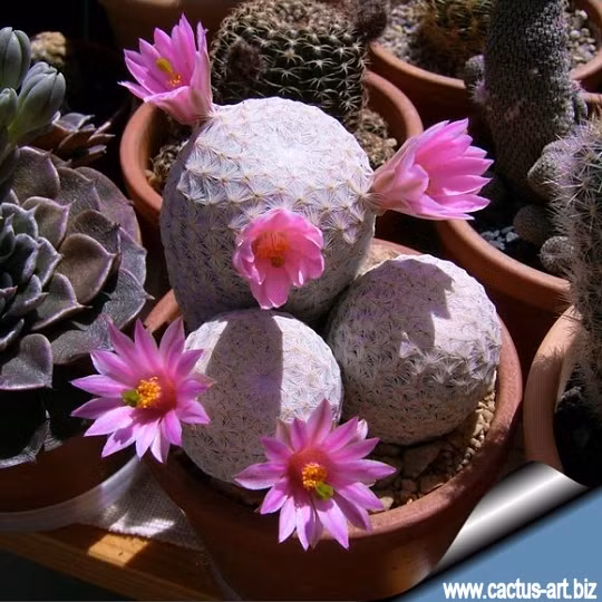 Đây là loại xương rồng nhỏ, thường mọc đơn độc, hình cầu hoặc hình trụ. Ảnh: Cactus-art.biz.