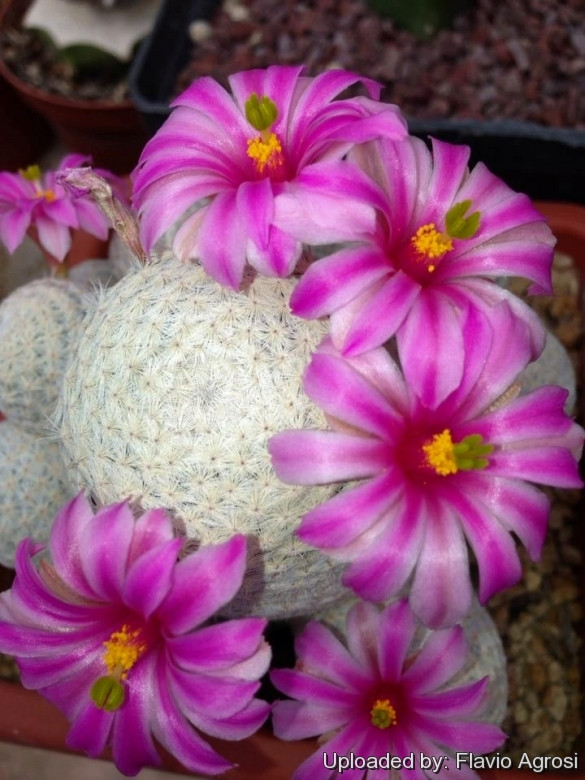 Vào mùa Đông, cây xương rồng có thể mất tới 25% chiều cao so với mùa Hè. Điều này sẽ thúc đẩy cây ra hoa và sống sót dài lâu. Ảnh: Flavio Agrosi.