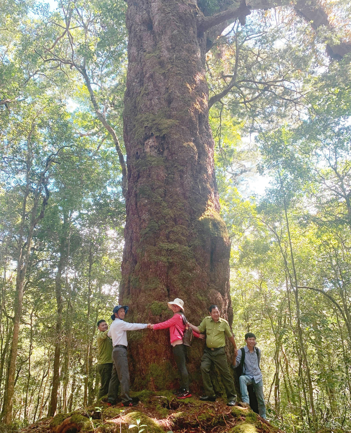 Cây thông hai lá dẹt sinh trưởng rất chậm, với tốc độ tăng trưởng đường kính khoảng 1mm mỗi năm. Ảnh: Dân Việt.