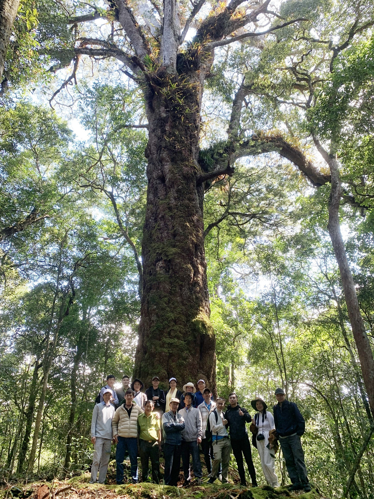 Loài cây thông hai lá dẹt sinh trưởng ở khu vực có độ cao trung bình khoảng 1.200 - 1.500m so với mực nước biển. Ảnh: Dân Việt.