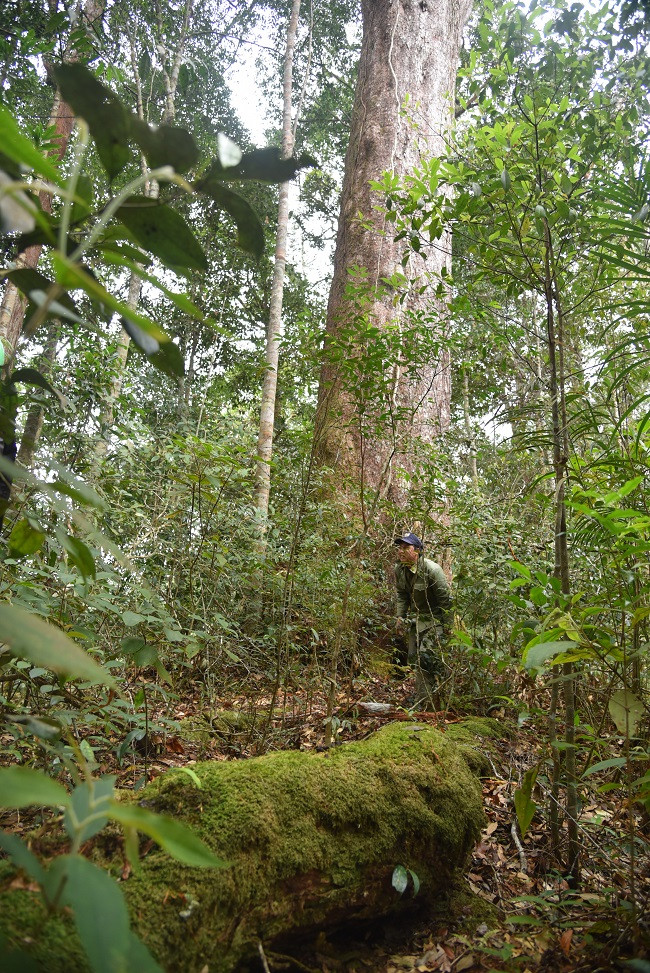 Thông hai lá dẹt có tên khoa học là Pinus Krempfii, thuộc họ thông - pinaceae, là loài thực vật quý hiếm. Nơi phân bố của loài cây này hiện chỉ có Việt Nam. Ảnh: CAND.