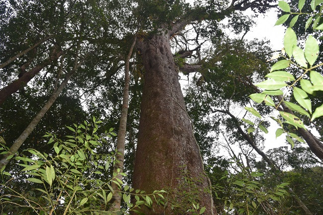 Trong đó, Vườn quốc gia Bidoup - Núi Bà có một cây thông hai lá dẹt khoảng 1.100 tuổi. Đây là cây cao tuổi nhất Việt Nam trong hệ thông hai lá dẹt. Ảnh: CAND.