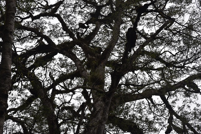 Tại Việt Nam, thông hai lá dẹt được ghi nhận ở một số nơi gồm: Vườn quốc gia như Chư Yang Sin (Đắk Lắk), Vườn quốc gia Phước Bình (Ninh Thuận), khu cổng trời của Vườn quốc gia Bidoup - Núi Bà. Ảnh: CAND.