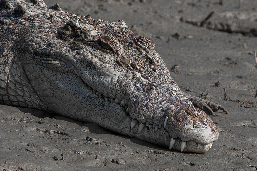 Mặc dù có vẻ ngoài hung dữ nhưng cá sấu Ấn Độ lại rất nhút nhát và thường trốn tránh con người. Nó chỉ tấn công khi ai đó cố gắng bắt nó. Ảnh: Wikimedia Commons.