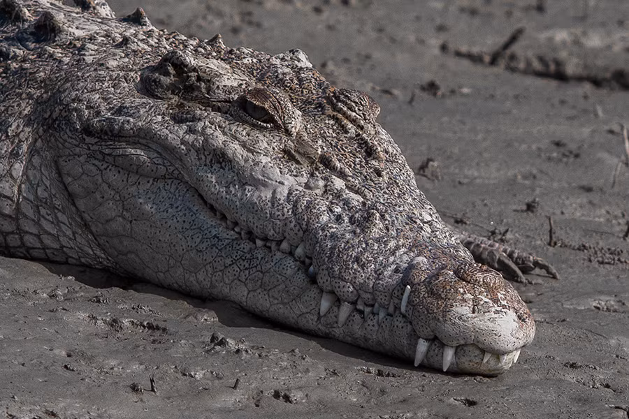 Mặc dù có vẻ ngoài hung dữ nhưng cá sấu Ấn Độ lại rất nhút nhát và thường trốn tránh con người. Nó chỉ tấn công khi ai đó cố gắng bắt nó. Ảnh: Wikimedia Commons.