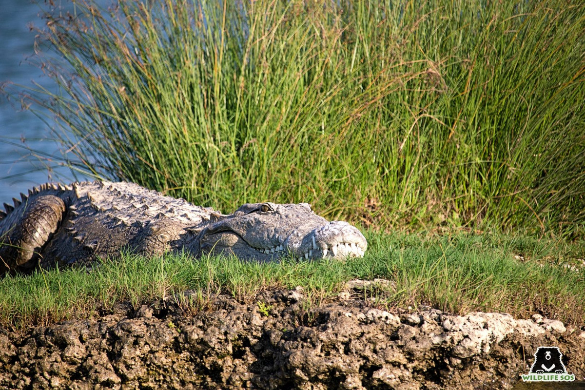 Cá sấu Ấn Độ là một trong những loài cá sấu "lạ" nhất hành tinh. Loài cá sấu này phân bố ở một số quốc gia như Ấn Độ, Nepal. Theo ước tính của liên đoàn động vật hoang dã thế giới, Ấn Độ có khoảng 1.100 con cá sấu, Nepal có khoảng 100 con. Ảnh: Indian crocodile.