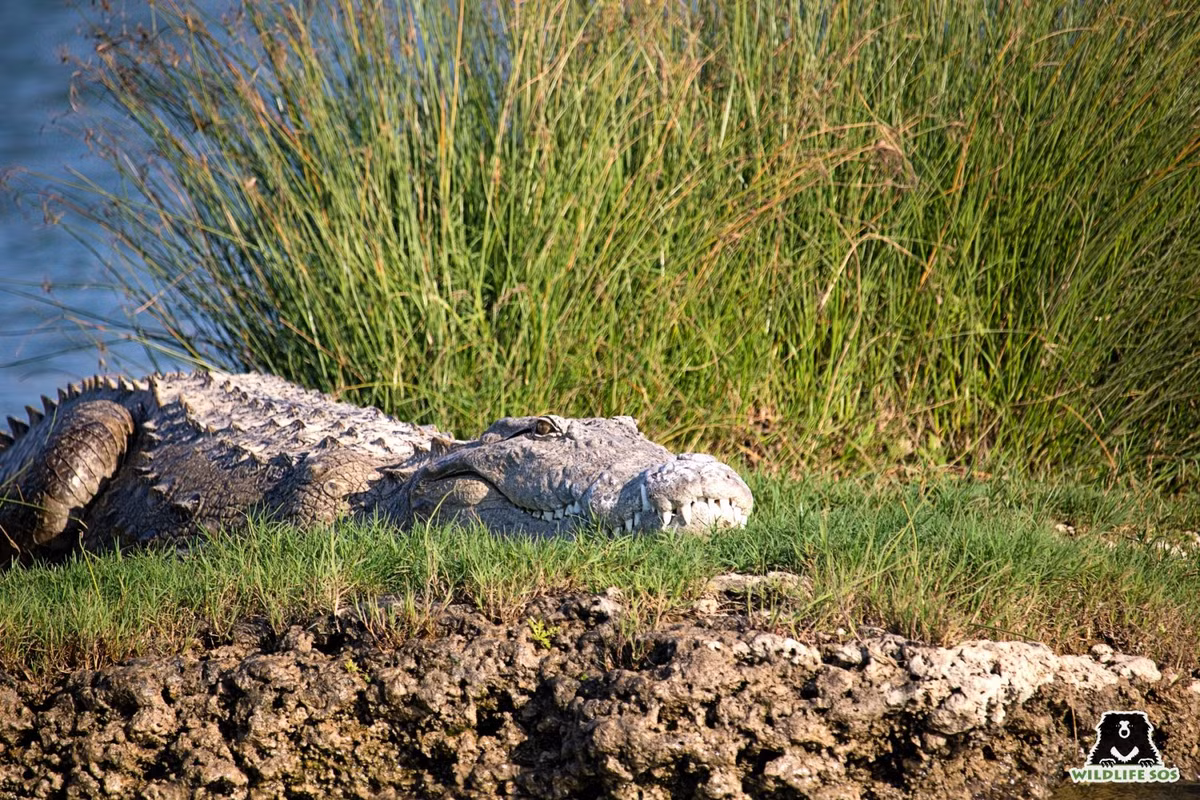 Cá sấu Ấn Độ là một trong những loài cá sấu "lạ" nhất hành tinh. Loài cá sấu này phân bố ở một số quốc gia như Ấn Độ, Nepal. Theo ước tính của liên đoàn động vật hoang dã thế giới, Ấn Độ có khoảng 1.100 con cá sấu, Nepal có khoảng 100 con. Ảnh: Indian crocodile.