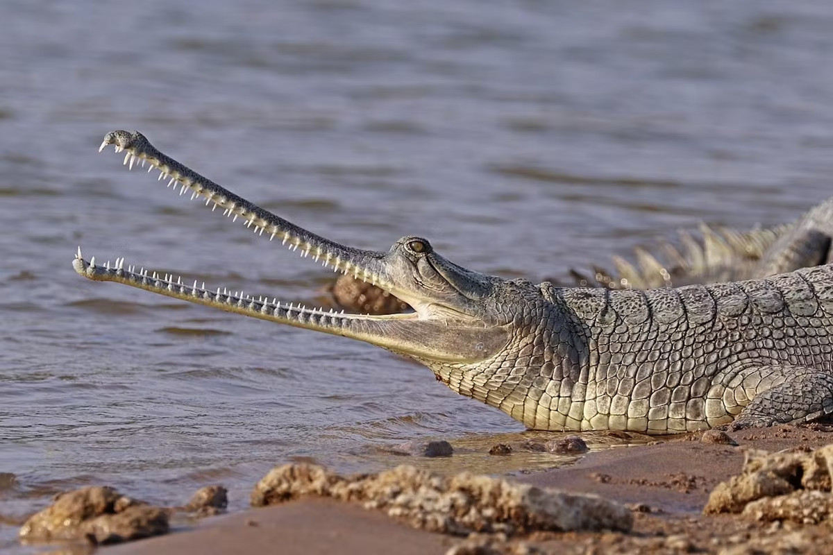 "Ghara" của cá sấu Gharial che một phần lỗ mũi và hoạt động như một bộ cộng hưởng âm thanh. Điều này tạo ra âm thanh vo ve lớn khi cá sấu kêu. Ảnh: oneearth.