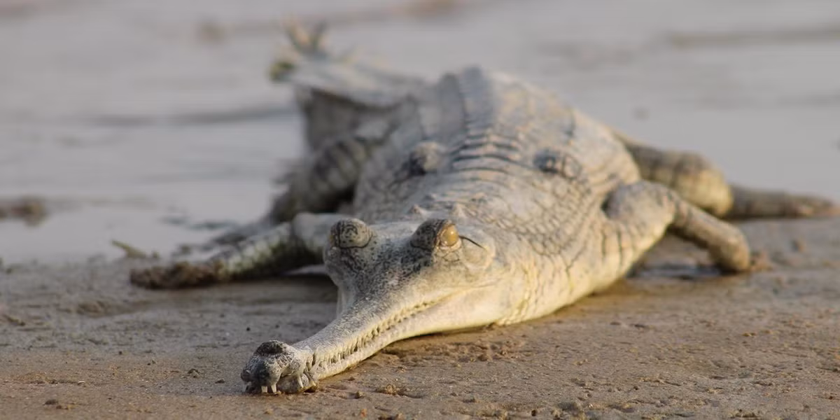 Cục u kỳ lạ này giúp cá sấu Gharial đực thu hút bạn tình và tán tỉnh con cái bằng cách thổi bong bóng và tạo nên bài hát tình yêu kỳ lạ. Ảnh: nationalzoo.