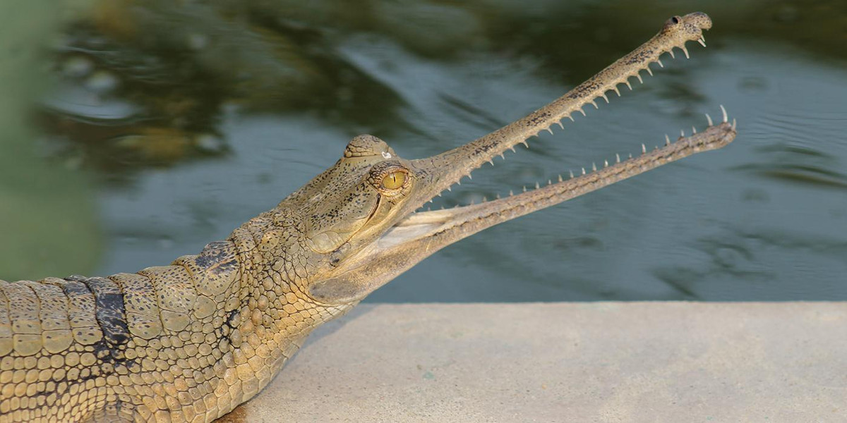 Cá sấu Gharial (tên khoa học là Gavialis gangeticus) phân bố ở một số quốc gia trên thế giới như Pakistan, Myanmar, Ấn Độ, Nepal... Con đực trưởng thành có một "ghara" ở cuối mõm: một cục u hình bóng đèn. Ảnh: nationalzoo.