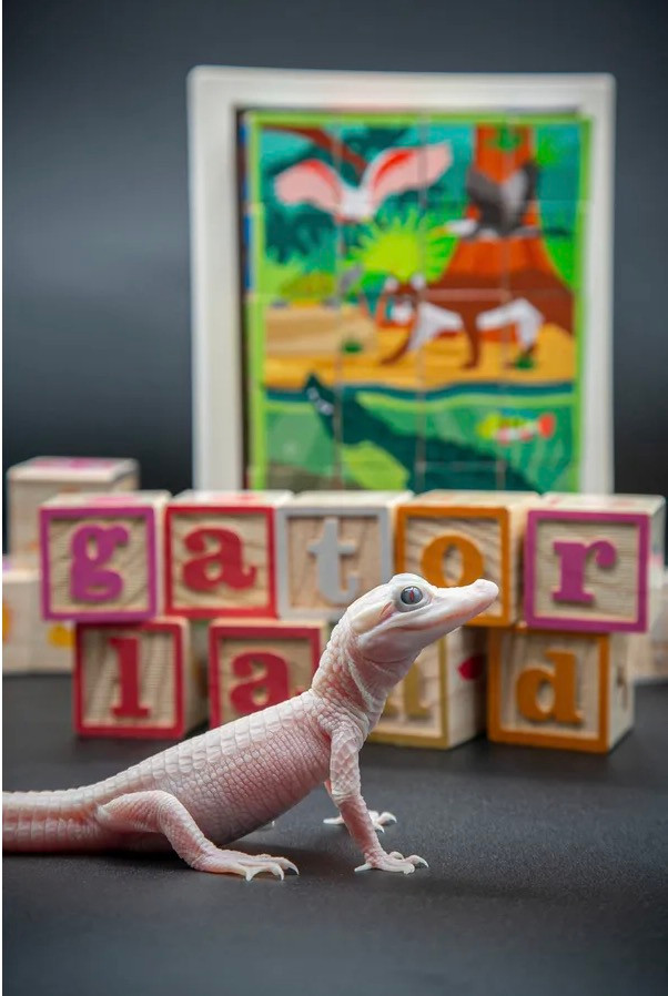 Vào tháng 12/2023, Giám đốc điều hành và chủ tịch Gatorland Mark McHugh cho hay trên thế giới chỉ có 7 con cá sấu trắng được biết đến. Ba cá thể trong số này hiện sinh sống tại Gatorland, Mỹ. Ảnh: Gatorland.