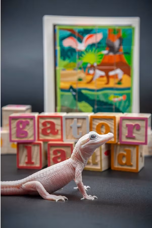 Vào tháng 12/2023, Giám đốc điều hành và chủ tịch Gatorland Mark McHugh cho hay trên thế giới chỉ có 7 con cá sấu trắng được biết đến. Ba cá thể trong số này hiện sinh sống tại Gatorland, Mỹ. Ảnh: Gatorland.