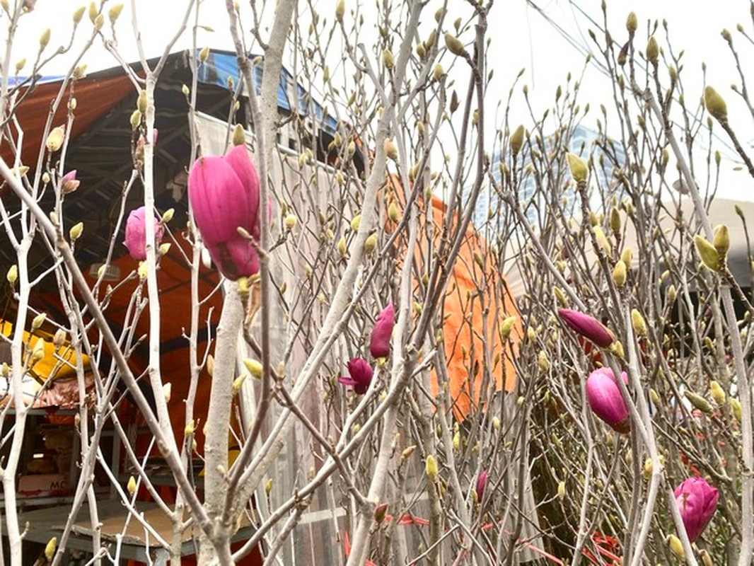 Ngoài tưới nước vừa phải khoảng 2 - 3 ngày/lần, mọi người chăm bón các chất dinh dưỡng thường xuyên sẽ giúp cây hoa mộc lan sinh trưởng tốt và cho ra những bông hoa tuyệt đẹp. Ảnh: Tiền phong.