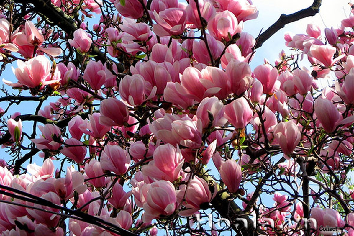 Để cây hoa mộc lan sinh trưởng tốt và ra nhiều hoa, các gia đình cần phải chú ý cách trồng, chăm sóc. Đầu tiên là vị trí trồng cây vô cùng quan trọng. Ảnh: viencaytrongtrunguong.