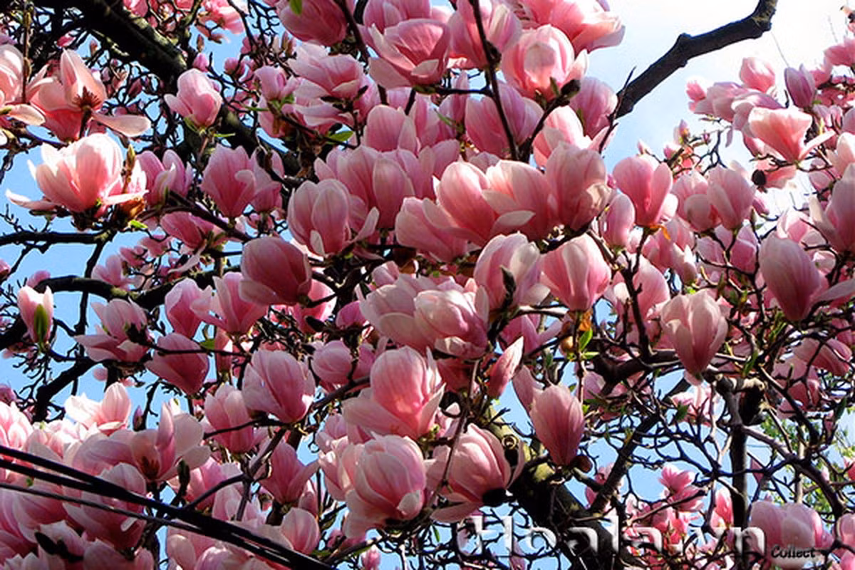 Để cây hoa mộc lan sinh trưởng tốt và ra nhiều hoa, các gia đình cần phải chú ý cách trồng, chăm sóc. Đầu tiên là vị trí trồng cây vô cùng quan trọng. Ảnh: viencaytrongtrunguong.