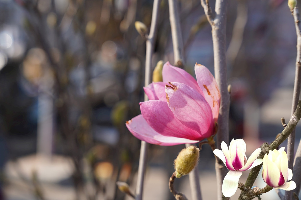 Khi đào hố trồng cây hoa mộc lan, mọi người đào hố có bề rộng hơn so với bầu cây khoảng 20 - 30 cm. Độ sâu của hố cũng phải sâu hơn so với chiều dài của rễ cây. Ảnh: Hà Nội Mới.