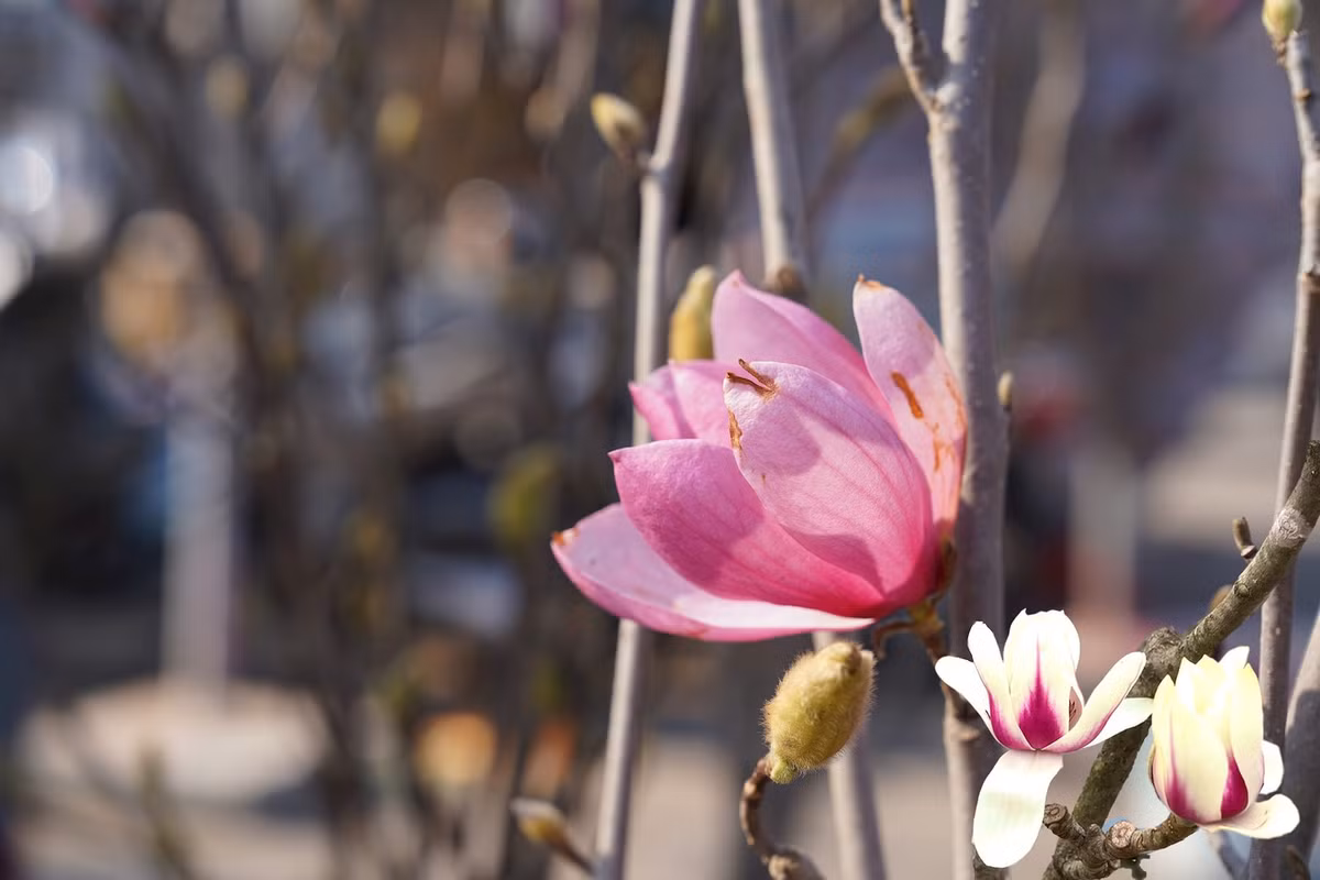 Khi đào hố trồng cây hoa mộc lan, mọi người đào hố có bề rộng hơn so với bầu cây khoảng 20 - 30 cm. Độ sâu của hố cũng phải sâu hơn so với chiều dài của rễ cây. Ảnh: Hà Nội Mới.