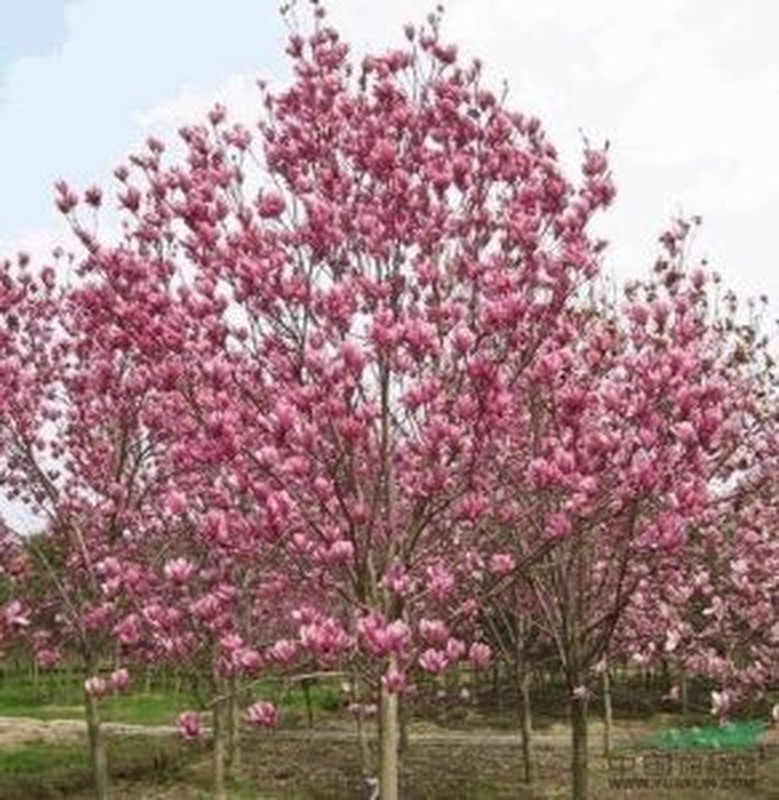 Sau khi đặt cây hoa mộc lan vào trong hố rồi lấp đất, tưới nước. Mọi người không nên lèn đất quá chặt để cây dễ hút nước và thoát. Ảnh: viencaytrongtrunguong.