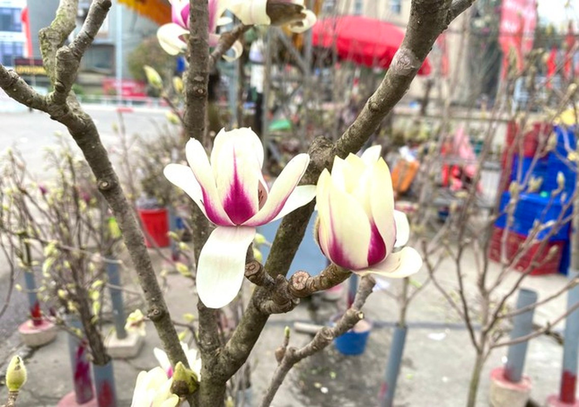 Gia chủ cắt tỉa những cành cây bị khô héo hoặc khi phát hiện có sâu bệnh cần kịp thời phun thuốc trừ sâu. Ảnh: Tiền phong.