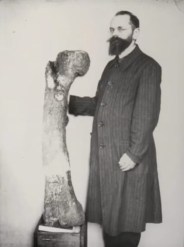 Sau đó, những hóa thạch được lưu giữ tại Bộ sưu tập Cổ sinh vật học và Địa chất bang Bavaria (BSPG) ở Đức cho đến năm 1944, khi tòa nhà nơi chúng được lưu giữ bị phá hủy trong một cuộc ném bom trong Thế chiến 2. Vì vậy, các hóa thạch biến mất hoàn toàn. Ảnh: Cosmos.