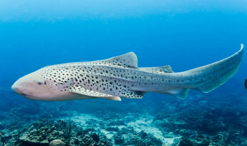 Nhiều người cảm thấy bất ngờ, thích thú khi biết được cá mập mở mắt ngay cả khi ngủ. Ảnh: Placebo365 - iStock/Getty Images Plus.