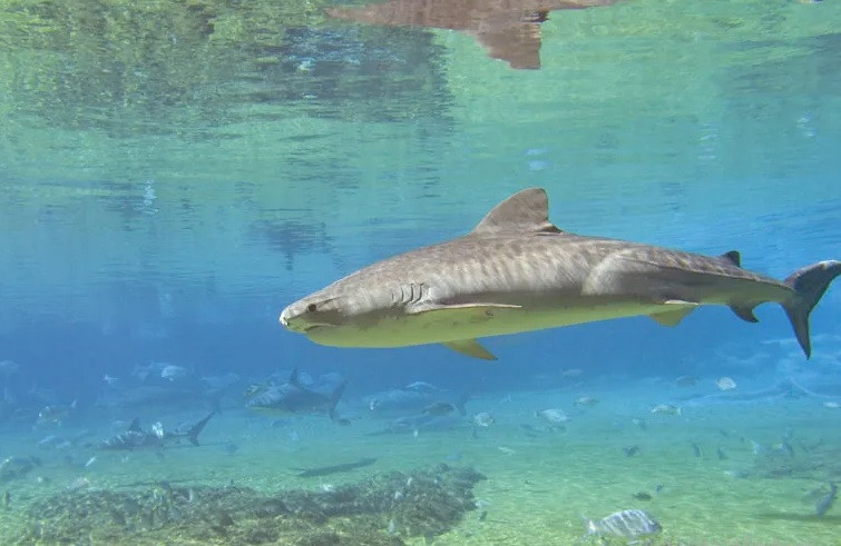 Thức ăn của cá mập gồm sinh vật phù du nhỏ cho đến những con mồi lớn như hải cẩu, sư tử biển... Ảnh: Ian Scott/Shutterstock.com.