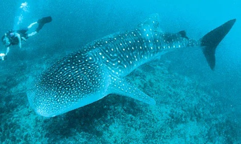 Là kẻ săn mồi đáng sợ ở đại dương, cá mập có cơ thể to lớn, nặng hàng trăm kg. Cá mập trắng là một trong những loài lớn nhất và cá thể lớn nhất từng được ghi nhận có chiều dài cơ thể là 6m. Ảnh: Jeffrey L. Rotman.