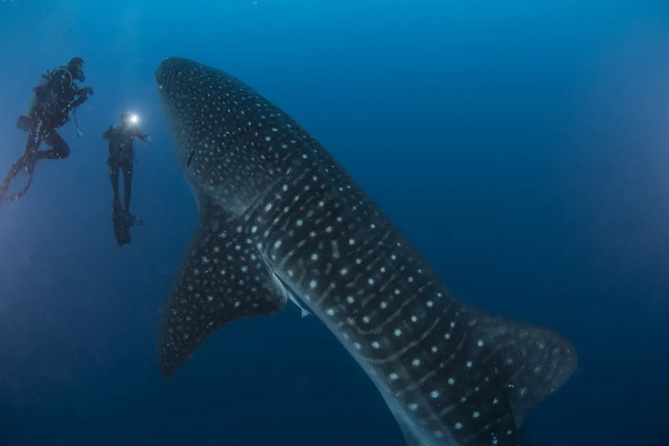 Nhiều loài cá mập phân bố ở mọi đại dương trên Trái đất. Môi trường sống của chúng khá đa dạng, trải dài từ rạn san hô đến dưới băng Bắc Cực. Ảnh: Mark Chivers via Getty Images.