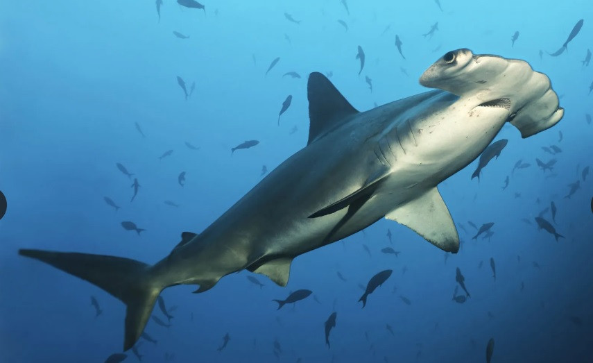 Trên hành trình di cư, cá mập bơi lên - xuống để tìm kiếm thức ăn tốt hơn và nhiệt độ dễ chịu hơn. Theo đó, chúng có thể bơi ở độ sâu liên tục thay đổi từ 9 - 90m trong suốt quãng đường di cư. Ảnh: BROKER/REX/Shutterstock.com.