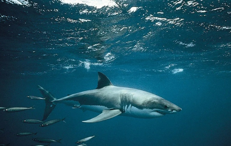 Nhờ hàm răng sắc nhọn, rắn chắc, cá mập có thể dễ dàng tấn công, ăn thịt con mồi. Ảnh: Jeffrey L. Rotman.