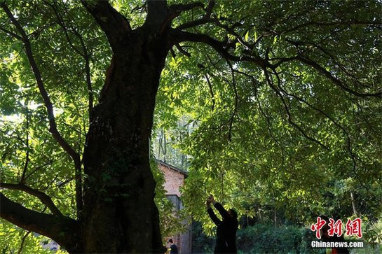 Theo phân loại sinh học và "Danh sách loài sinh học Trung Quốc 2020" do Viện Hàn lâm Khoa học Trung Quốc công bố, cây cho gỗ nanmu vàng thuộc bộ Magnoliales. Ảnh: Chiannews.cn.