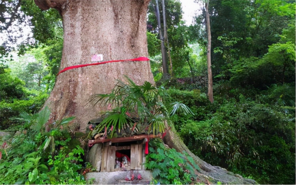 Dù cây gỗ nanmu vàng có giá khủng nhưng không phải ai cũng dám trồng. Nguyên do là vì loại cây này không dễ trồng, đòi hỏi những yêu cầu nghiêm ngặt như chỉ phát triển ở độ cao 1.000 - 1.500m, phải có đặc điểm đất phù hợp, thời gian cho thu hoạch gỗ khá dài, khoảng 60 năm trở lên.... Ảnh: inf.news.