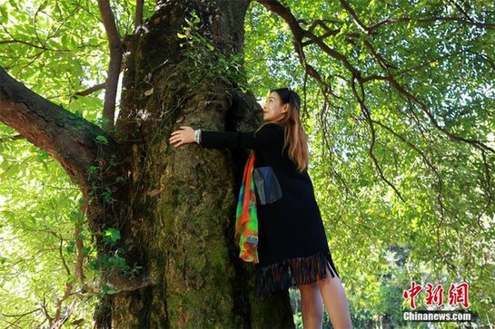 Cây nanmu vàng phân bố ở các thung lũng ẩm ướt cận nhiệt đới và ven sông ở độ cao 1.000 - 1.500m. Chúng được ghi nhận ở tỉnh Tứ Xuyên, phía tây Hồ Bắc, Vân Nam, Quý Châu và các tỉnh phía nam sông Dương Tử của Trung Quốc. Ảnh: Chiannews.cn.