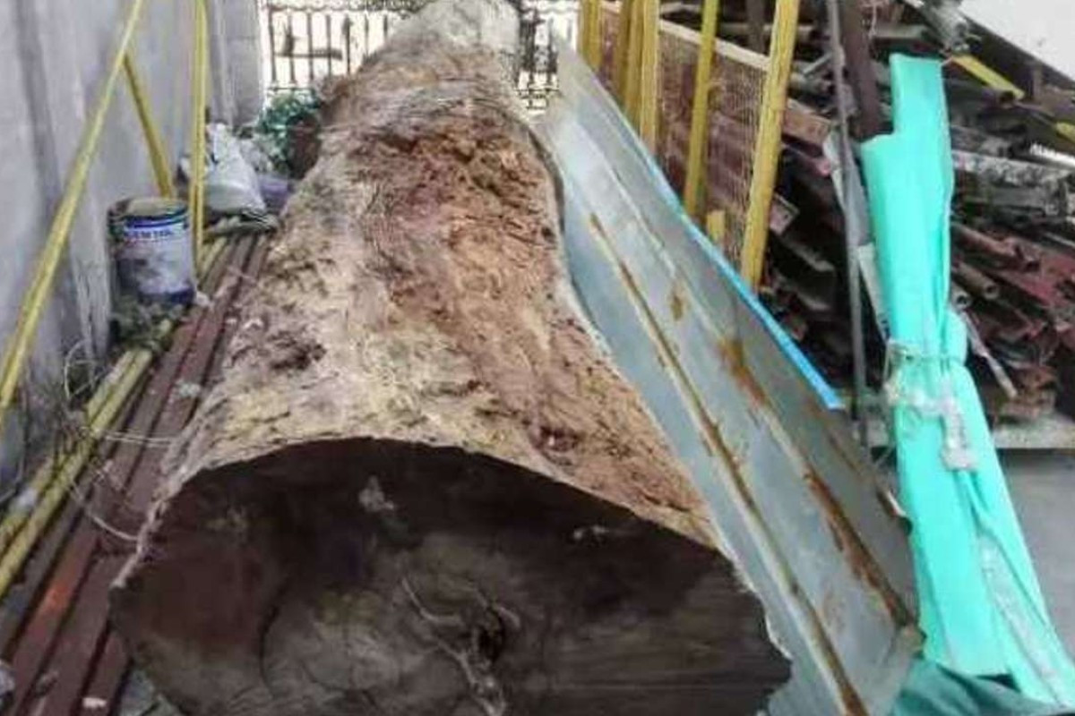 Cây gỗ nanmu vàng càng "lớn tuổi", có chiều cao 50 - 60m trở lên thì càng có giá trị lớn. Theo đó, những cây vài trăm cho tới hơn 1.000 tuổi vô cùng quý hiếm, có giá hàng ngàn tỷ đồng. Ảnh: SCMP.