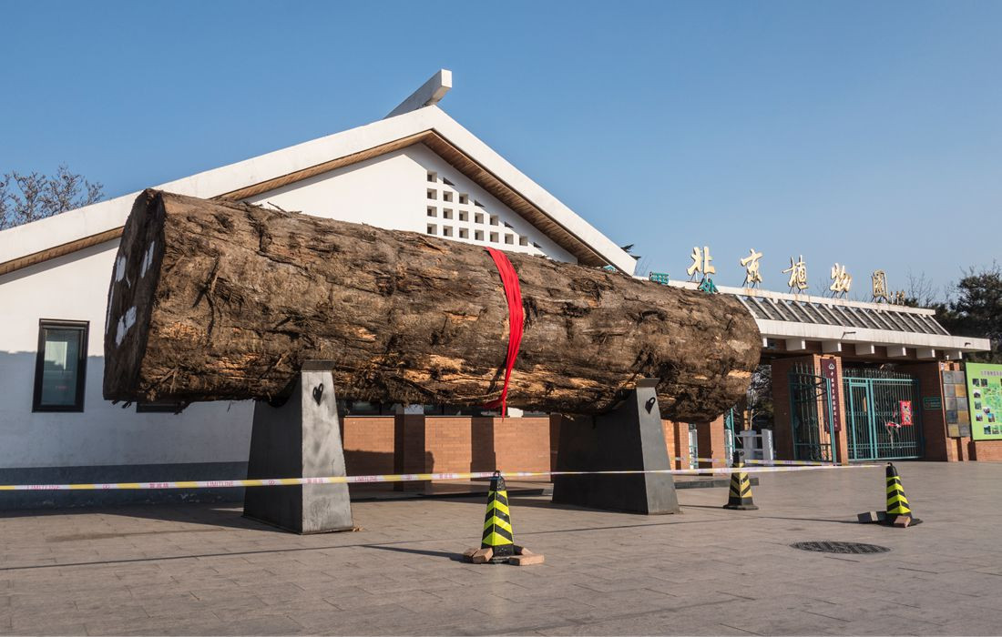 Chính vì vậy, gỗ nanmu vàng thường được dùng để làm ghế rồng cho hoàng đế, đồ nội thất của hoàng gia các triều đại như bàn, ghế, tủ... Ảnh: CFP.