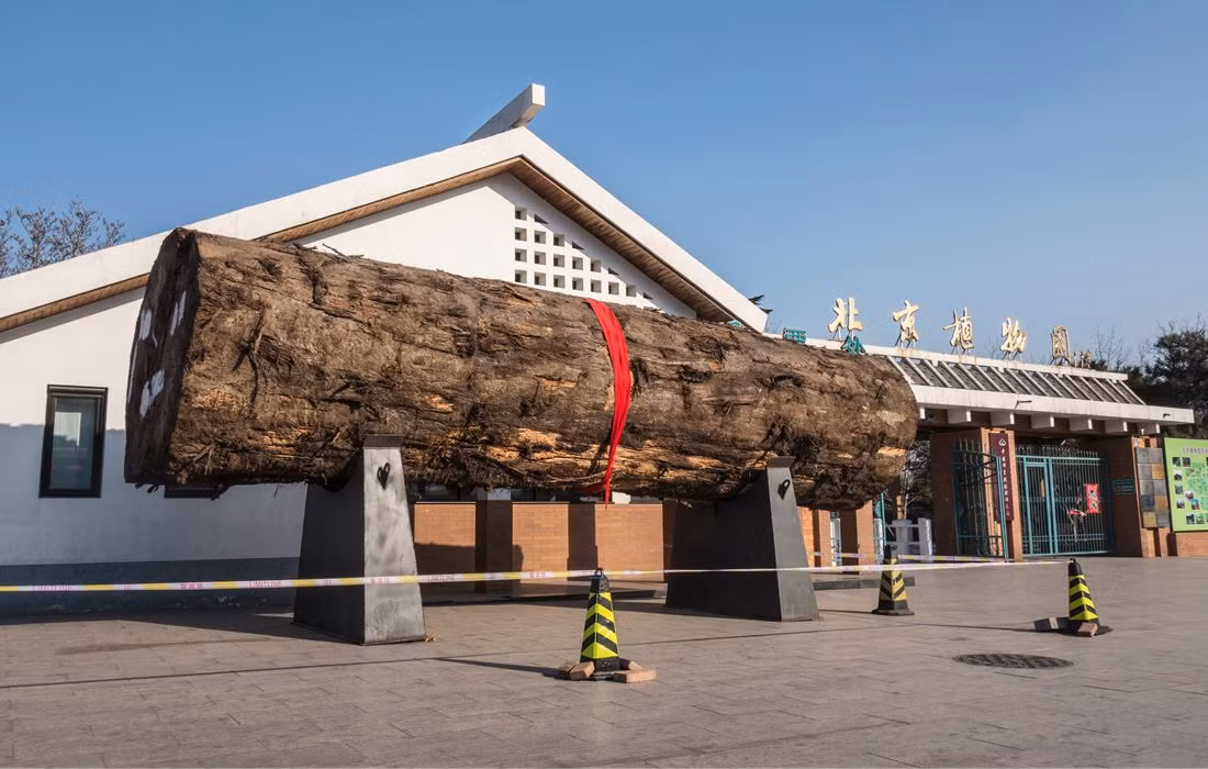 Chính vì vậy, gỗ nanmu vàng thường được dùng để làm ghế rồng cho hoàng đế, đồ nội thất của hoàng gia các triều đại như bàn, ghế, tủ... Ảnh: CFP.