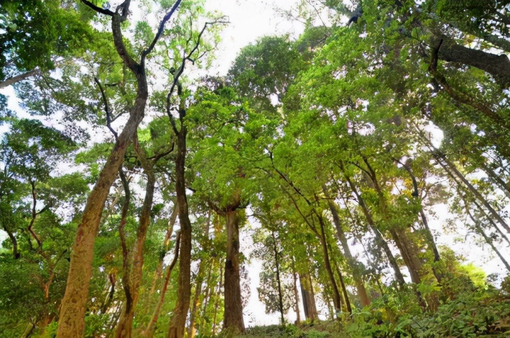 Đến nay, giới chức trách và các chuyên gia Trung Quốc nỗ lực nhân giống loài cây gỗ nanmu vàng nhưng kết quả đạt được không như mong đợi. Ảnh: inf.news.