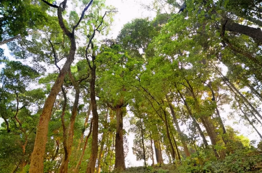 Đến nay, giới chức trách và các chuyên gia Trung Quốc nỗ lực nhân giống loài cây gỗ nanmu vàng nhưng kết quả đạt được không như mong đợi. Ảnh: inf.news.