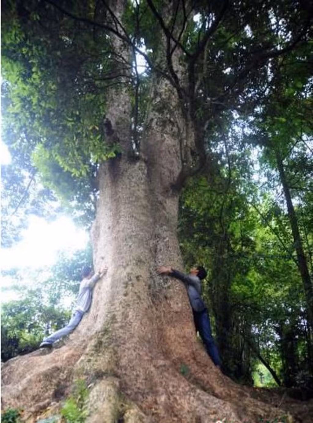 Trải qua thời gian, các đồ vật làm từ gỗ nanmu vàng quý hiếm không bị biến dạng, hư hại như nhiều loại gỗ khác. Ảnh: SCMP.