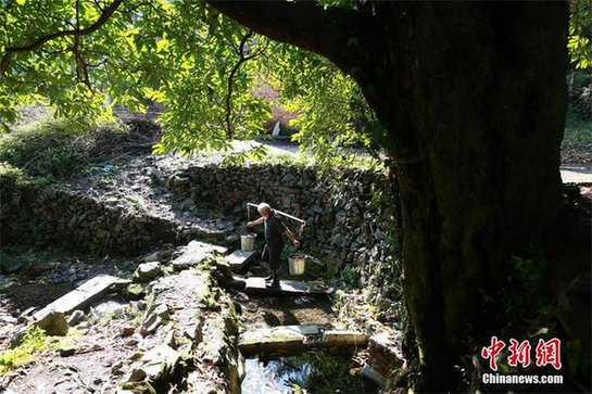 Vào thời phong kiến, gỗ nanmu vàng chỉ được hoàng đế và hoàng tộc sử dụng. Loại gỗ quý này có những thớ như sợi vàng, không bị ăn mòn, chống côn trùng. Ảnh: Chiannews.cn.