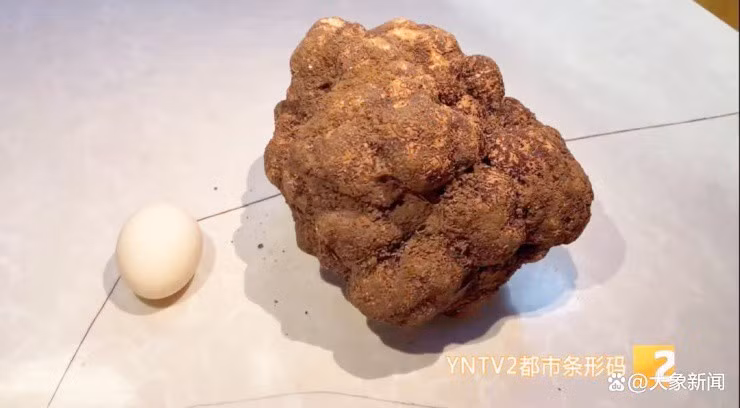 Sau khi kiểm tra kỹ lưỡng, Ngô Mẫn nhận ra "cục đất" đó chính là một khối nấm truffle đen có giá thị trường lên đến 4.000 Nhân dân tệ (khoảng 13,6 triệu đồng/kg). Ảnh: YNTV2.
