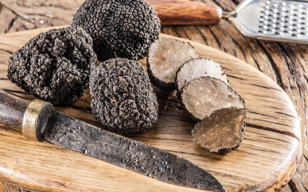 Thay vì mọc trên mặt đất như các loài nấm thông thường, nấm truffle phát triển dưới lòng đất và thường ký sinh trong rễ cây sồi, hạt dẻ, thông, hồ đào... Về kích thước, nấm truffle càng lớn thì giá càng đắt. Ảnh: houseofcaviarandfinefoods.